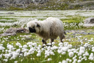 Valais Blacknose sheep (Ovis gmelini aries), in meadow with flowering white cotton grass, high
