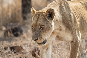 Lioness on the prowl, Kruger National Park, South Africa
