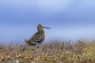 Great snipe (Gallinago media) male calling during courtship display at lek at dusk on tundra