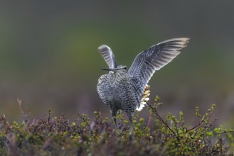 Great snipe (Gallinago media) male flapping wings during courtship display at lek at dusk on tundra