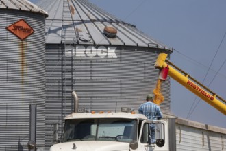 Martin, Michigan - A trucker loads corn ionto a truck from grain storage bins in west Michigan