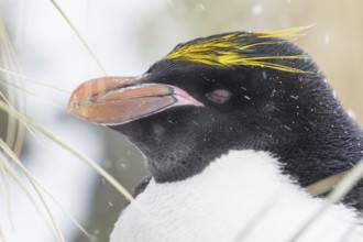 Macaroni Penguin (Eudyptes chrysolophus) perched on tussock grass and snow on South Georgia Island