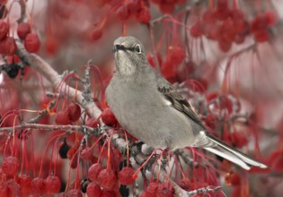Townsend's Solitaire (Myadestes townsendi), Saskatchewan, Canada