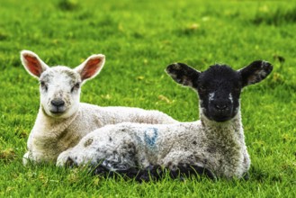 Sheeps, Pooley Bridge, Ullswater Lake, Lake District National Park, Cumbria, England, United