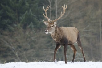 Red deer (Cervus elaphus), stag in winter, North Rhine-Westphalia, Germany