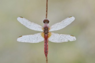 Scarlet Dragonfly (Crocothemis erythraea), male with dewdrops, North Rhine-Westphalia, Germany