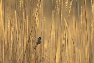 Red-vented bulbul (Pycnonotus cafer), in tall grass, Bandhavgarh National Park, Bahannara, Manpur,
