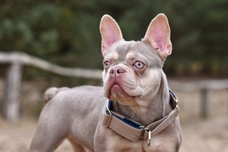 Portrait of cute New Shade Isabella orange Tan colored French Bulldog with wide pull stop dog