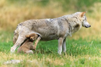 Pup scratching itself while sucking, next to its mother, Timberwolf, wolf, American wolf, (Canis