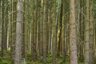 Dense coniferous forest with green tree trunks and overgrown ground, summer, Odenwald, Hesse,