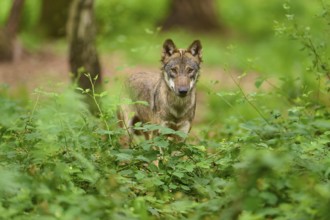 Attentive wolf standing in dense green forest, Wolf (Canis Lupus), Germany
