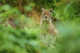 Lynx, resting attentively amidst green foliage in the forest, summer, Germany