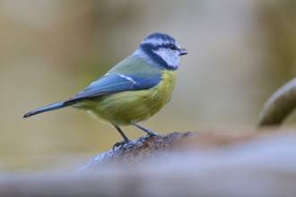 Blue tit (Cyanistes caeruleus), on a branch in its natural habitat, with soft yellow and blue