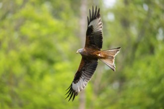 Red kite (Milvus milvus) flying in a forest in early summer, Bavaria, Germany
