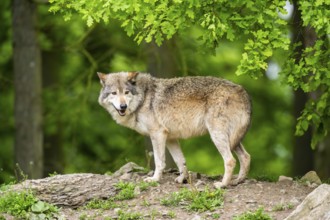 Eastern wolf (Canis lupus lycaon) standing on a little hill, Bavaria, Germany