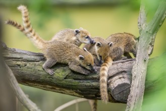 South American coati (Nasua nasua) youngsters on an old tree trunk, captive, Zoo Augsburg