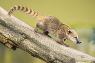 South American coati (Nasua nasua) youngster on an old tree trunk, captive, Zoo Augsburg