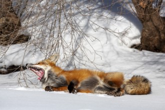 Red fox (Vulpes vulpes), Fox lying on snow and yawning, Mouth wide open, Close-up, Province of