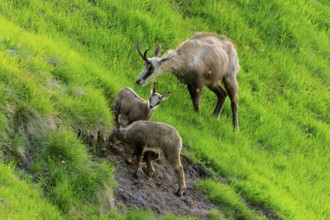 Chamois mother with young on the slope of a green meadow in wild nature, chamois, chamois,