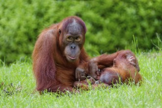 Animal portrait, two Borneo orangutans (pongo pygmaeus) playing, captive, distribution Borneo