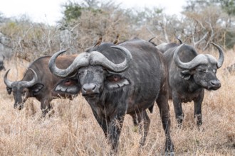 Herd of Cape buffalo (Syncerus caffer caffer), in dry grass, Kruger National Park, South Africa