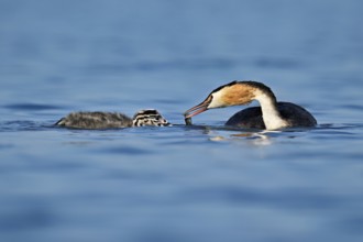 Great Crested Grebe (Podiceps Scalloped ribbonfish), feeding a chick with fish, swimming in the
