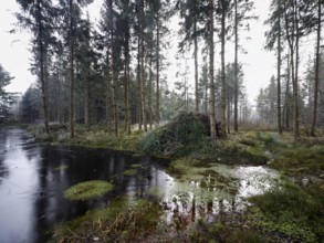 Ballmoos forest reserve, raised bog in the fog, Lieliwald, Lindenberg, Horben, Canton Lucerne,