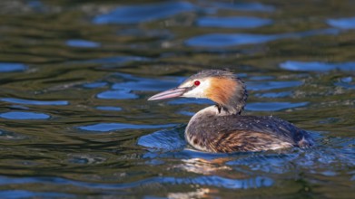 Great crested grebe (Podiceps scalloped ribbonfish) swimming on a lake, Reintaler See, Breitenbach,