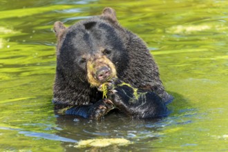 A bear eating algae in the water, black bear (Ursus (genus) Americanus) France