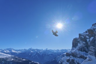 Alpine chough (Pyrrhocorax graculus), bird in front of snow-covered mountains and bright sunlight,