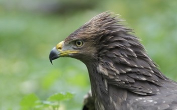 Schreiadler; lat. Aquila pomarina; Kopfportrait von der Seite; Waldlichtung; Mecklenburg-Vorpommern