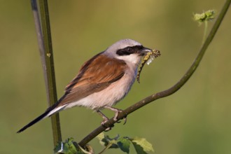 Red-backed Shrike (Lanius collurio) male, Saxony-Anhalt, Germany
