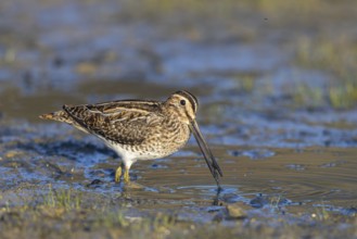 Common Snipe (Gallinago gallinago) foraging, Netherlands