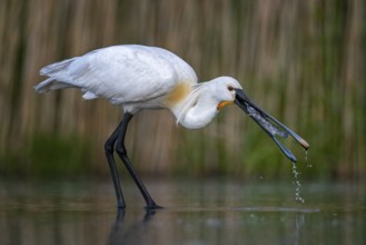 Eurasian Spoonbill (Platalea leucorodia) eating a fish prey, Kiskunsag National Park, Hungary