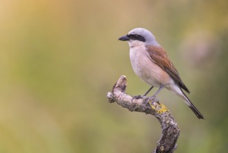 Red-backed Shrike (Lanius collurio) male, Saxony-Anhalt, Germany