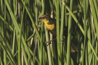 Yellow-headed Blackbird (Xanthocephalus xanthocephalus), Arizona, USA