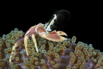 Fleckentupfen-Porzellankrebs, Neopetrolisthes maculatus Spotted Porcelain Crab, Neopetrolisthes