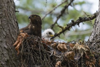European Honey Buzzard (Pernis apivorus) adult with chick in nest, Hesse, Germany