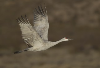 Sandhill Crane (Antigone canadensis) flying, New Mexico, USA