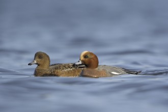 Eurasian Wigeon (Mareca penelope), British Columbia, Canada