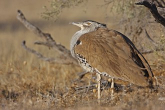 Kori Bustard (Ardeotis kori), Northern Cape, South Africa