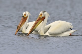 American White Pelican (Pelecanus erythrorhynchos), Alberta, Canada