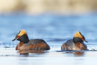Horned Grebe (Podiceps auritus) pair, Myvatn, Iceland