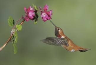 Rufous Hummingbird (Selasphorus rufus) male, British Columbia, Canada