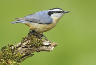 Red-breasted Nuthatch (Sitta canadensis), British Columbia, Canada