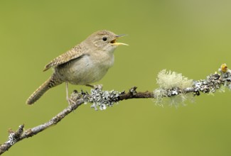 House Wren (Troglodytes aedon), British Columbia, Canada