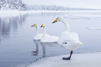 Whooper Swan (Cygnus cygnus) group, Finland