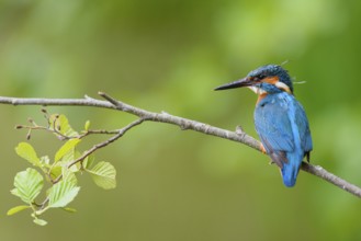 Common Kingfisher (Alcedo atthis) male, Bavaria, Germany