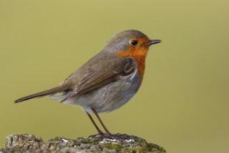 European Robin (Erithacus rubecula), North Rhine-Westphalia, Germany