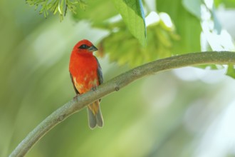 Red Fody (Foudia madagascariensis) male, Bird Island, Seychelles